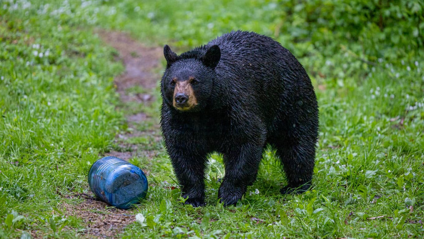 Smells That Repel Bears – BearVault