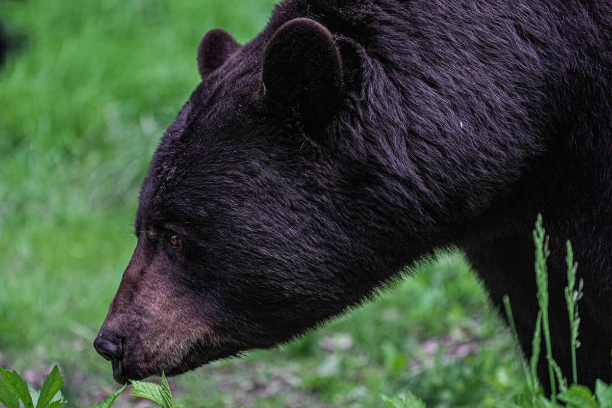 Smells That Repel Bears – BearVault