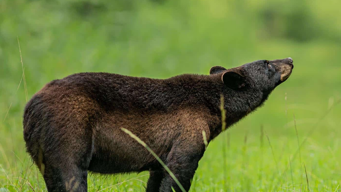 Smells That Repel Bears – BearVault