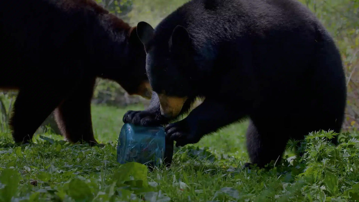 BearVault