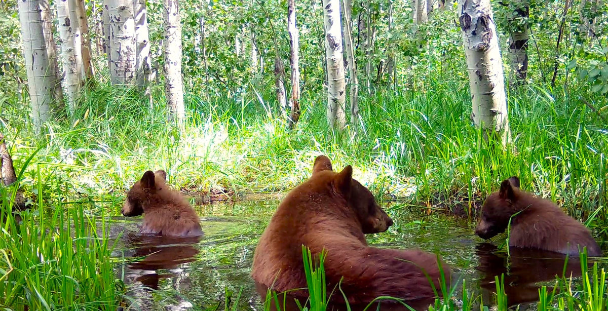 Bear Activity by Month: A Complete Wildlife Calendar – BearVault