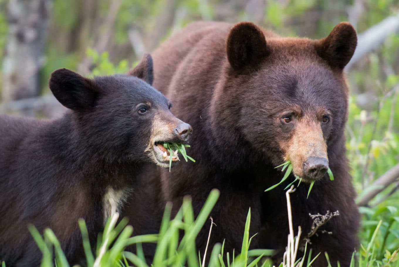 What's the Difference Between a Brown Bear and a Black Bear