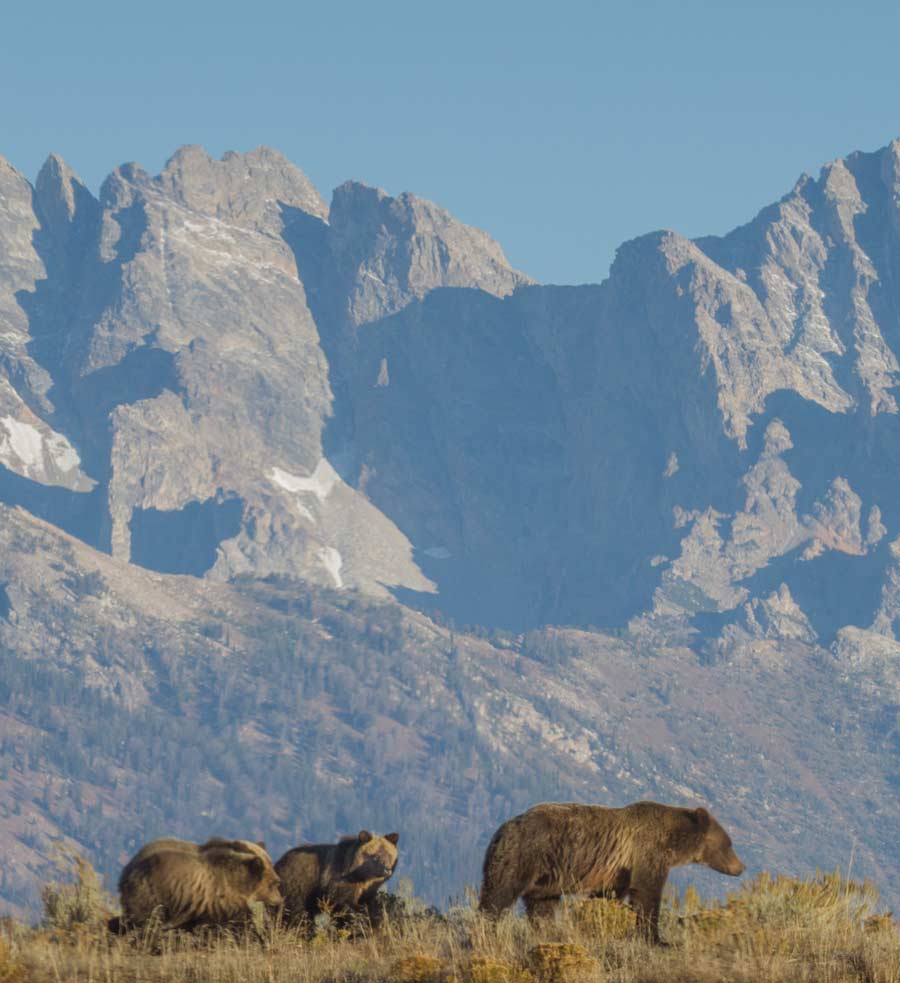 A group of bears with the Tetons in the background.