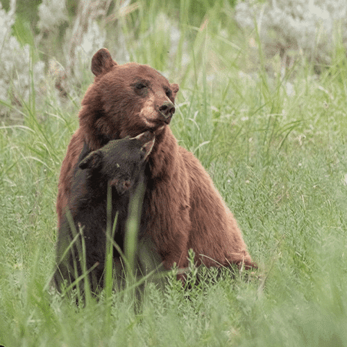 Two bears in the wild