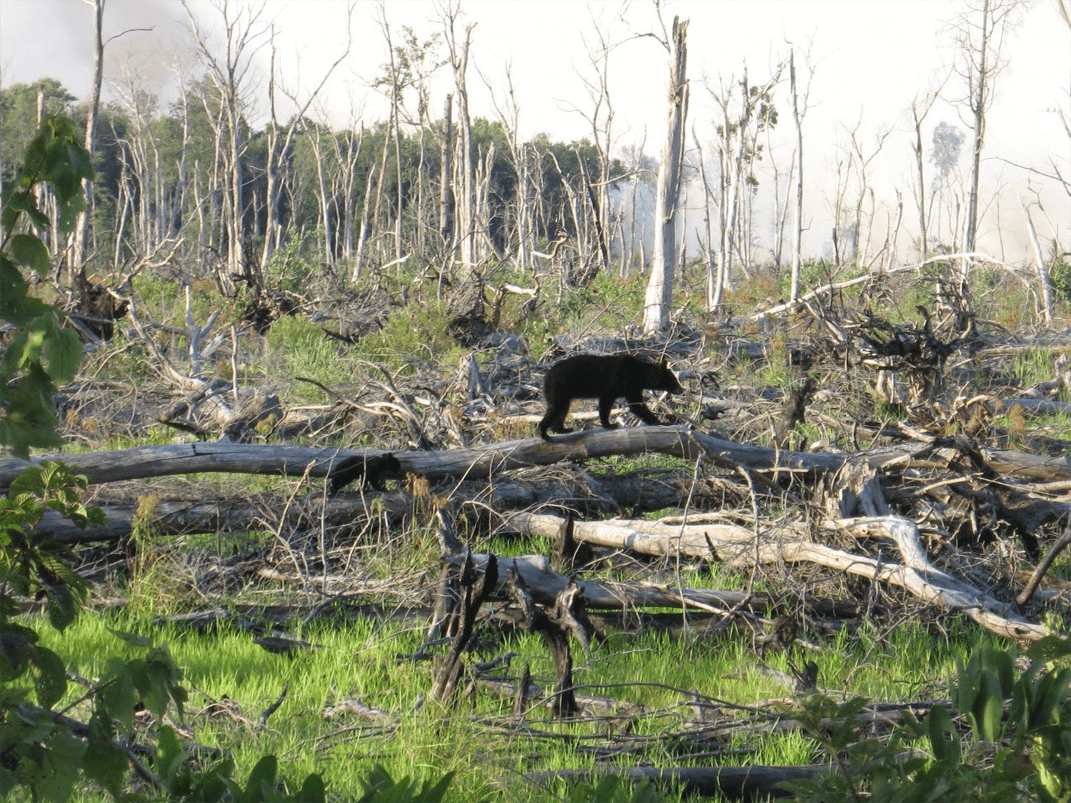 A black bear and cub travel along the edge of a burn zone.