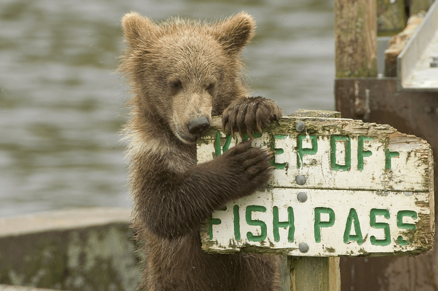 A curious bear nibbles at a sign to investigate the smell