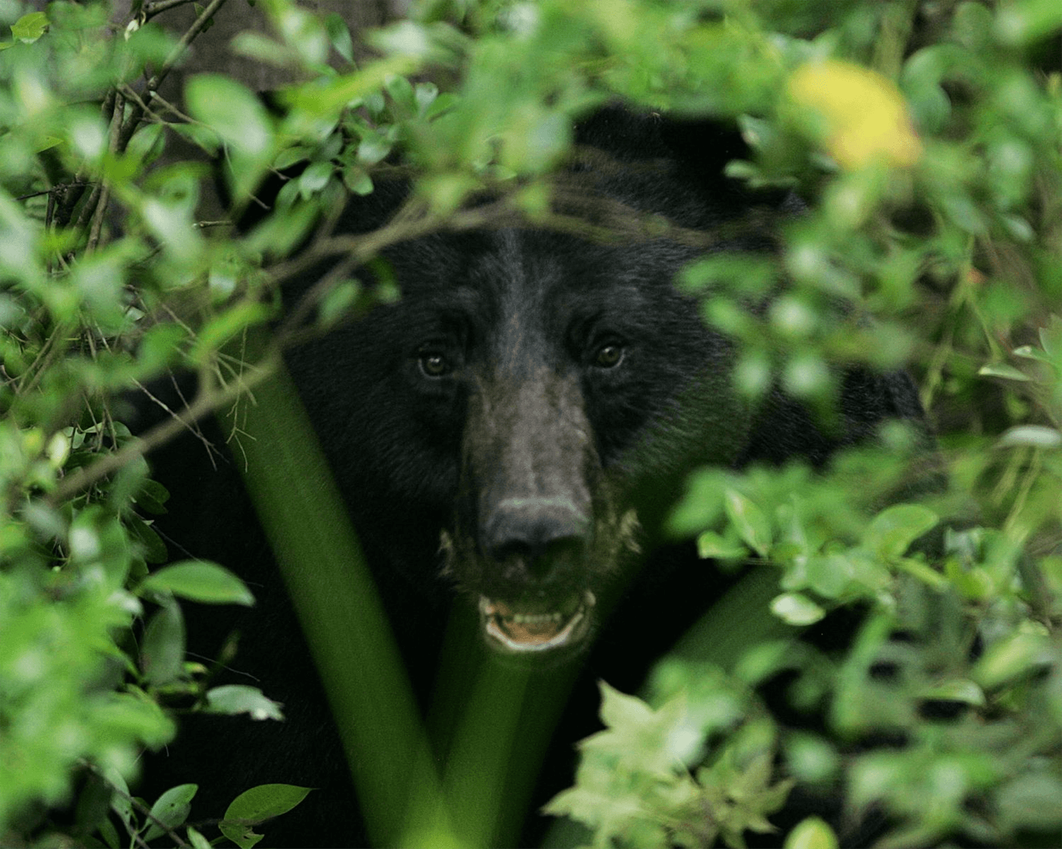 Black bear peering through foliage