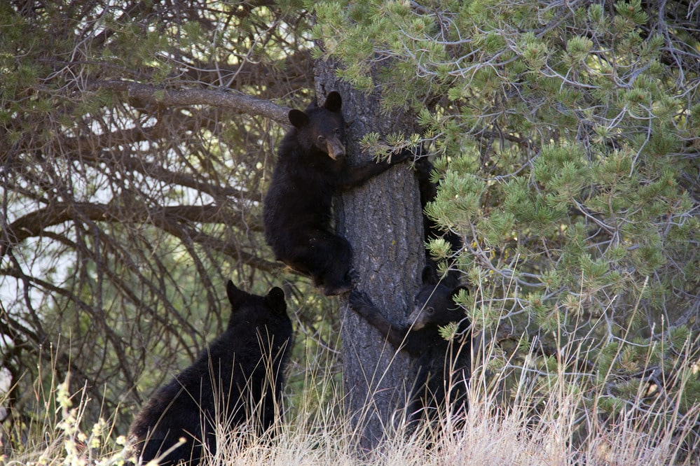 U. a. eremicus Cubs climbing tree
