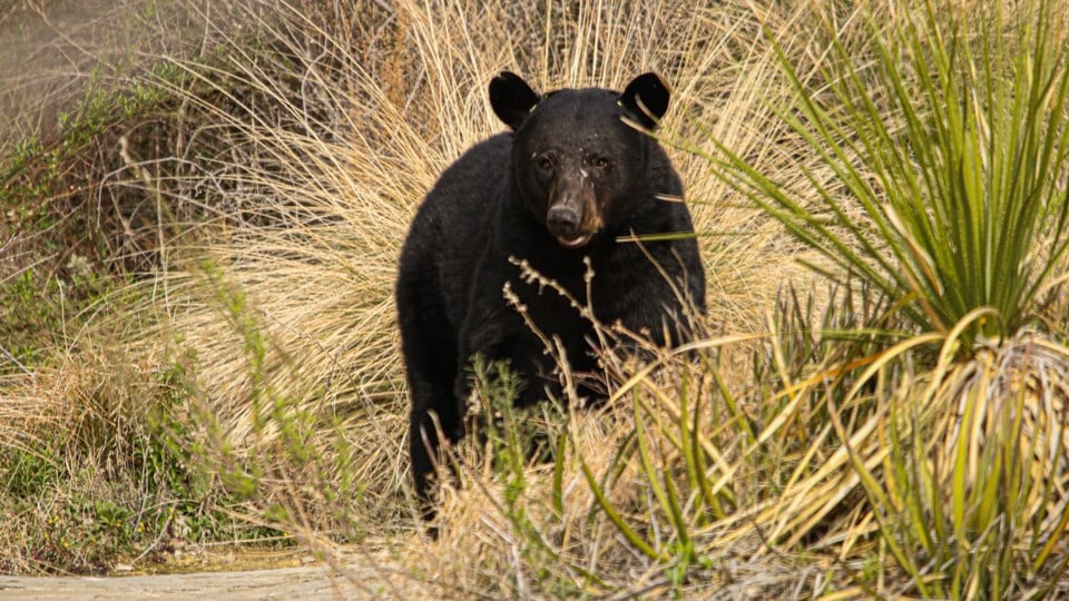 Black Bear in bushes