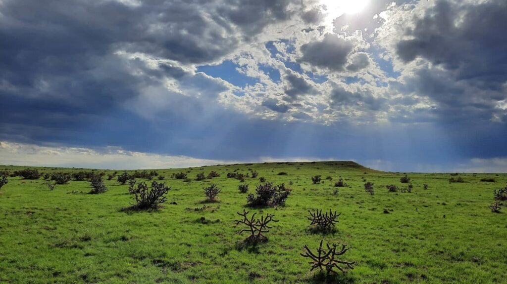 Desert plains landscape with cactus, green grass, and sunshine coming through clouds