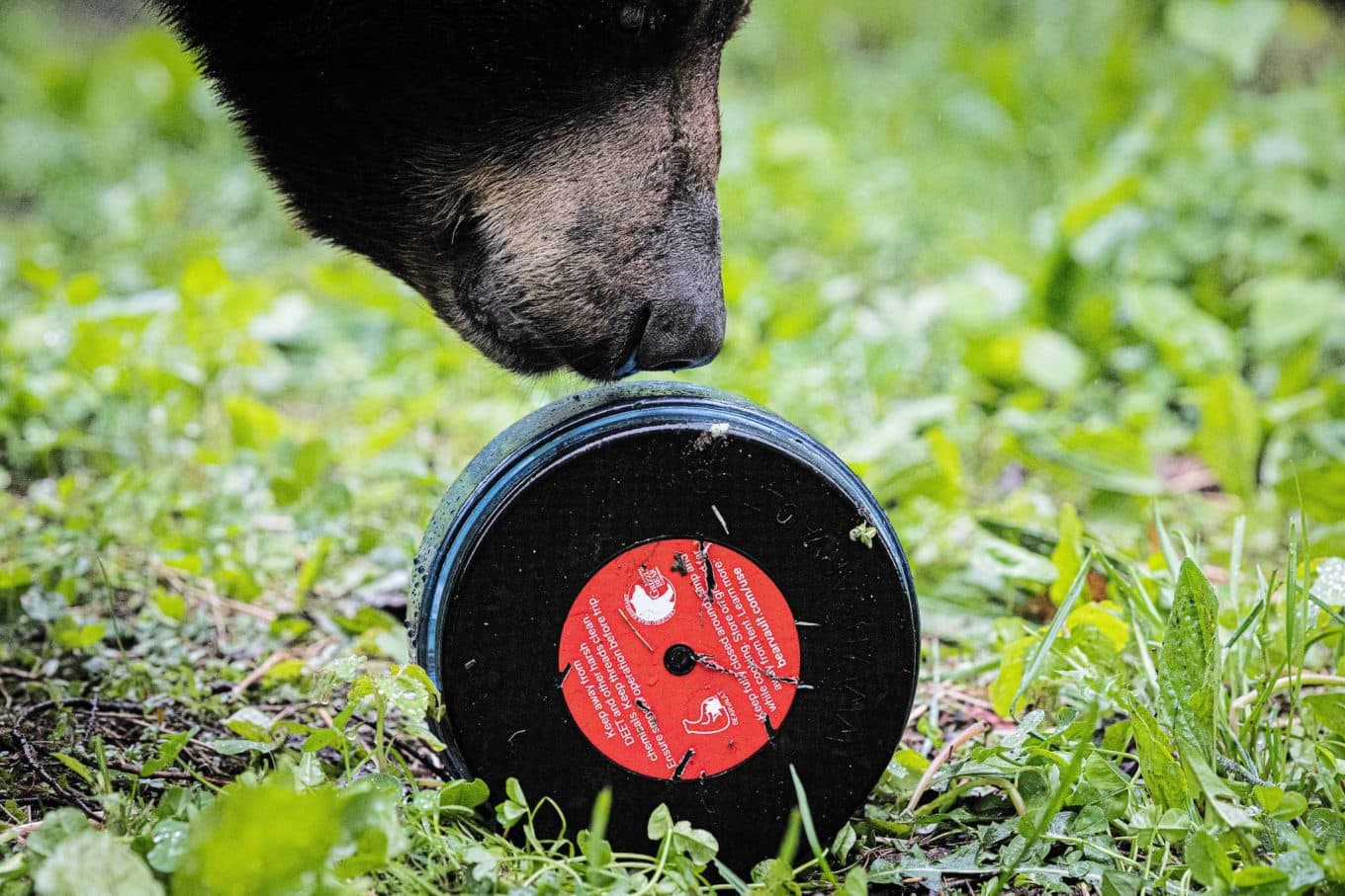 Read more about the article Can Bears Smell Sealed Food?