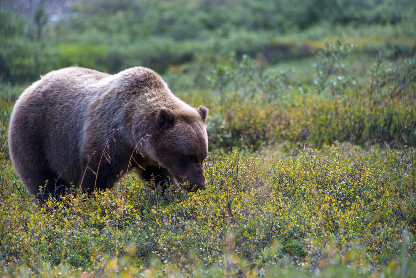 Grizzly bear looks through bear proof bushes