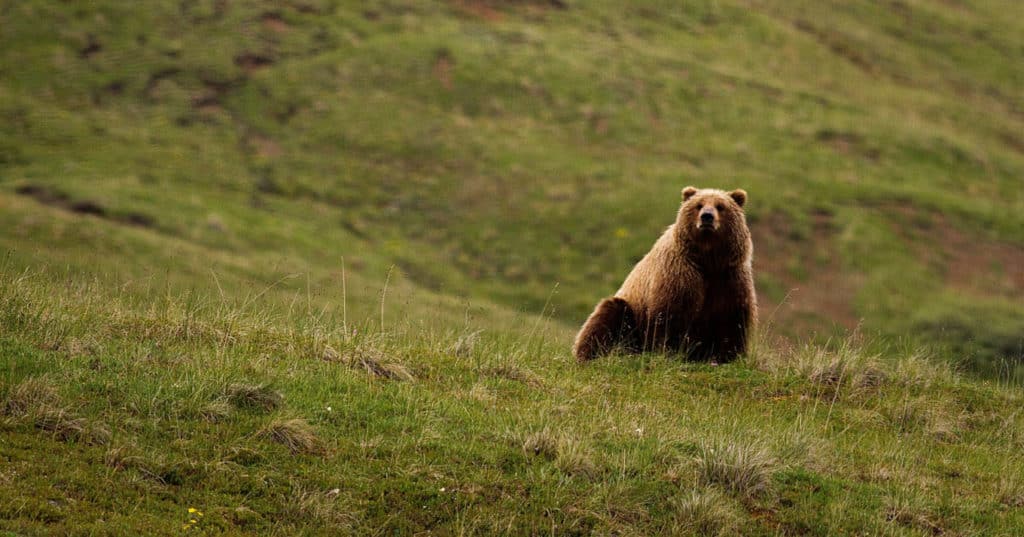 Bear proof bear existing on ridge