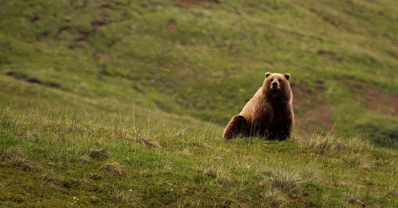 Read more about the article What is Grizzly coexistence?