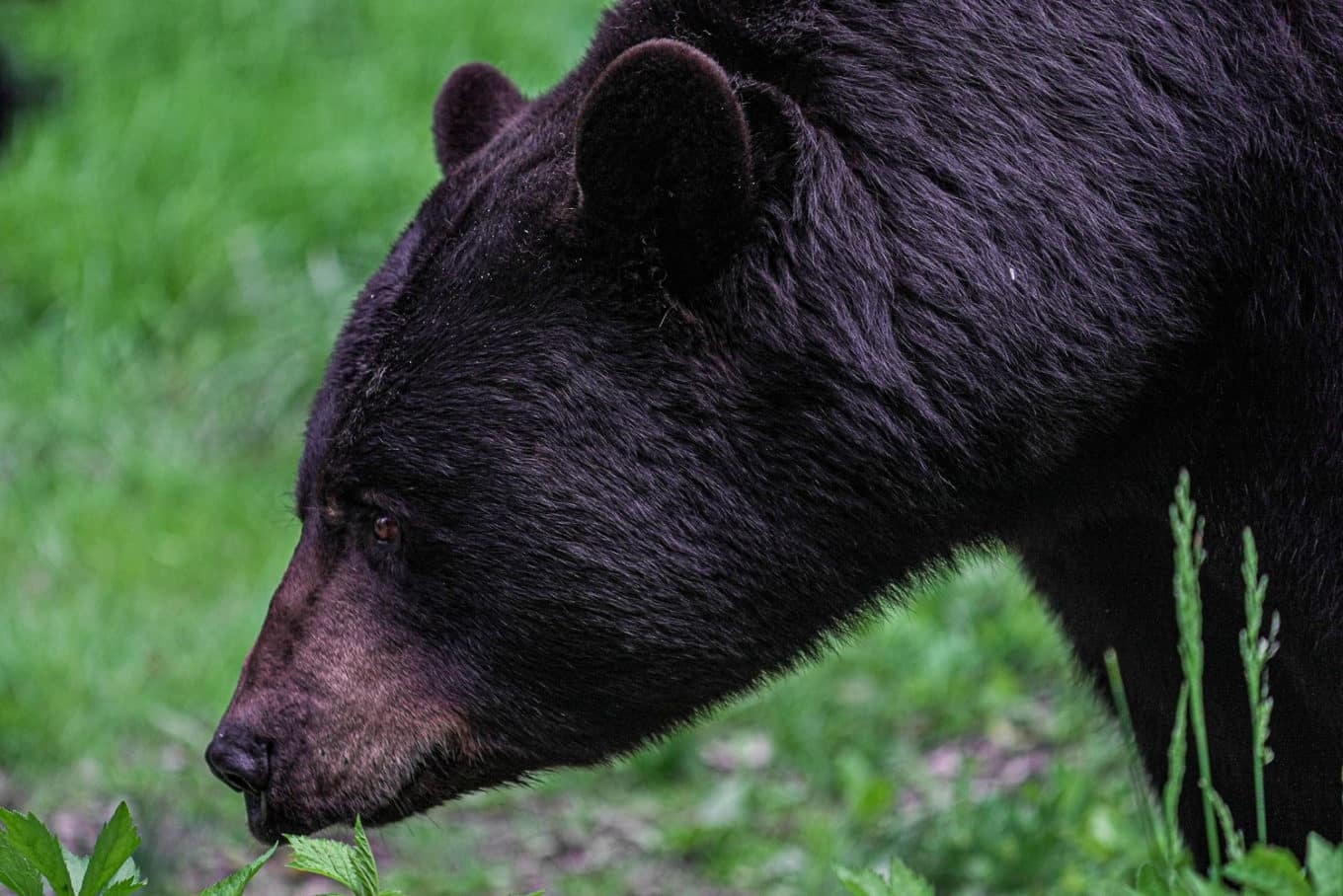A black bear leans down to sniff the ground.