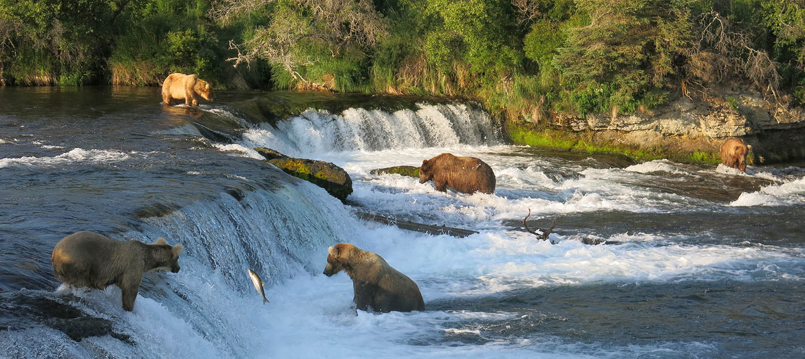 Bears standing on edge of waterfall looking for fish