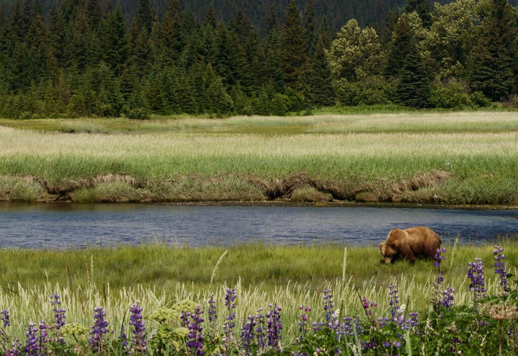 Grizzly bear on a river bank