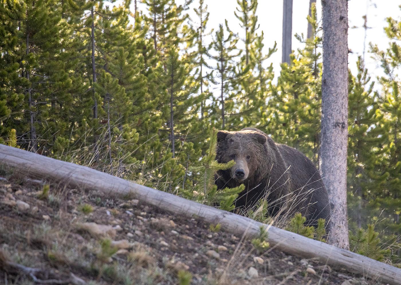 Grizzly bear looking through heavily wooded slope