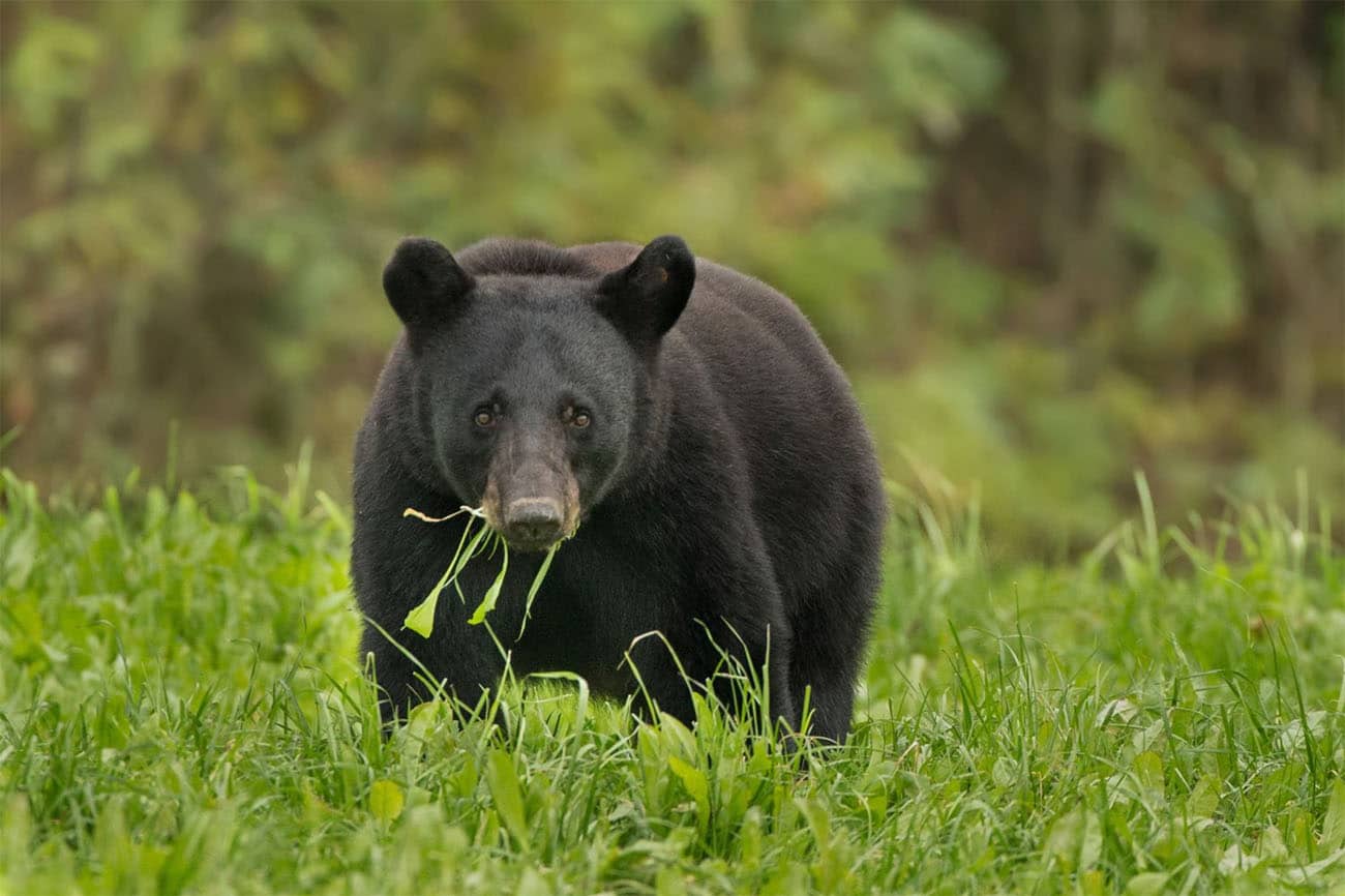 A black bear eats grass