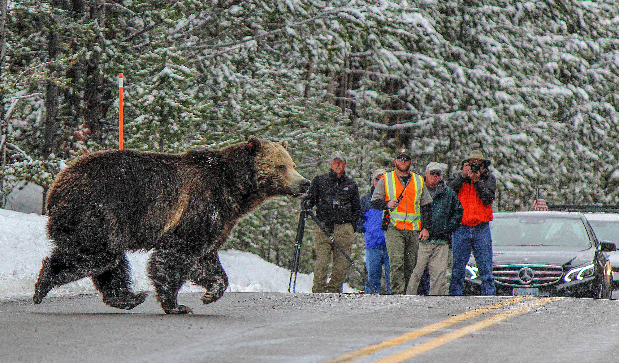 A bear encounters visitors and park rangers while crossing a road