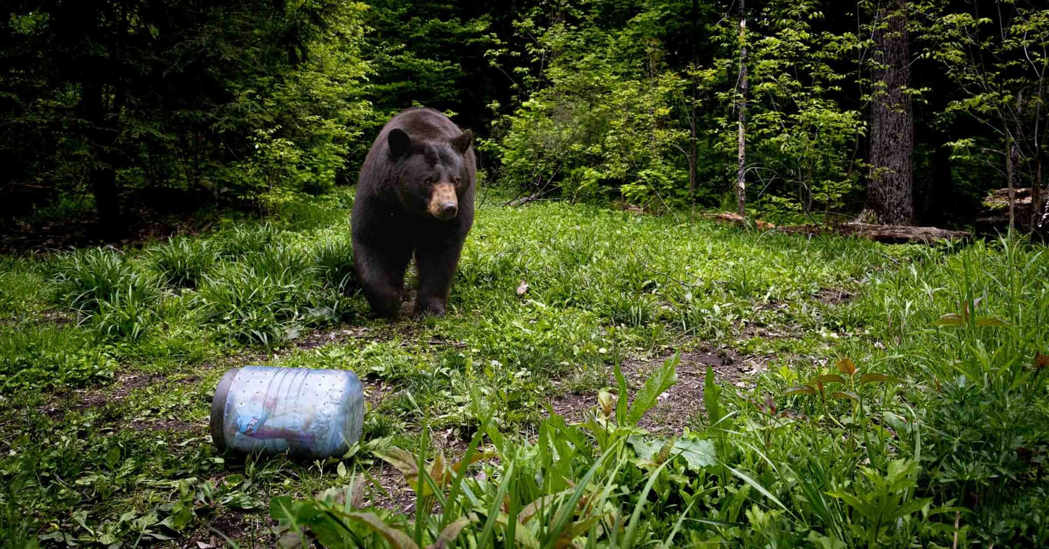 Read more about the article Why do I need a Bear Canister?