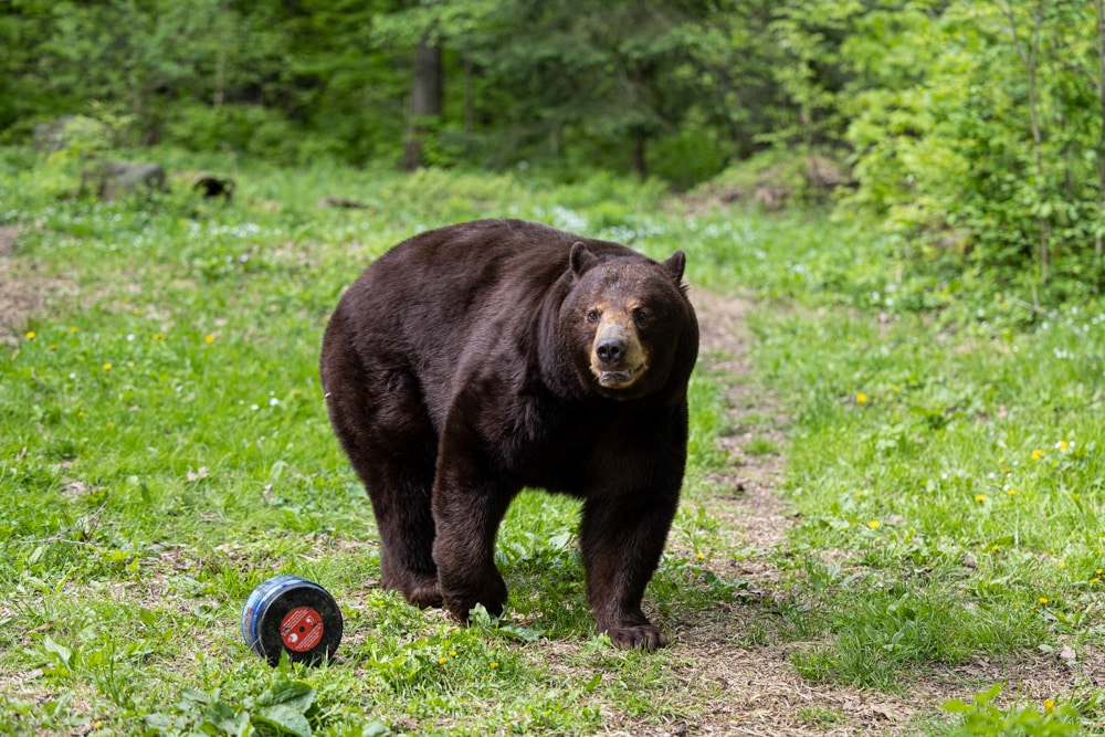 a black bear looks at the camera while standing over a bear canister