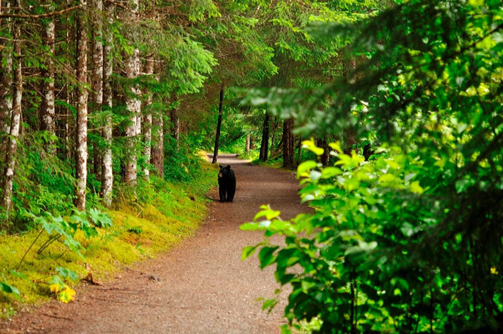 A bear walks down a forested trail toward a person
