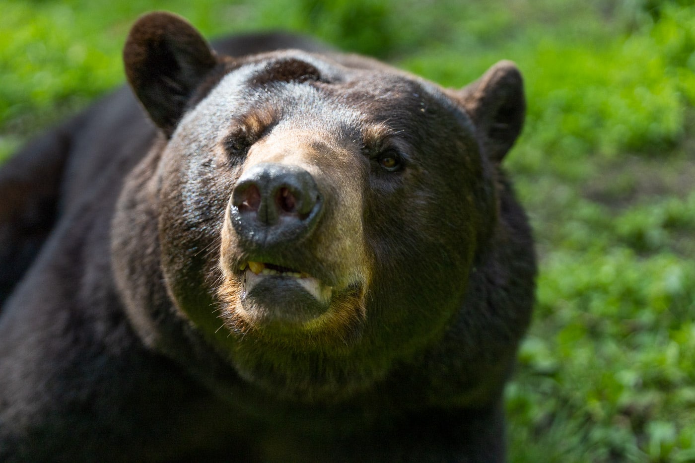 A close up of a black bear sniffing
