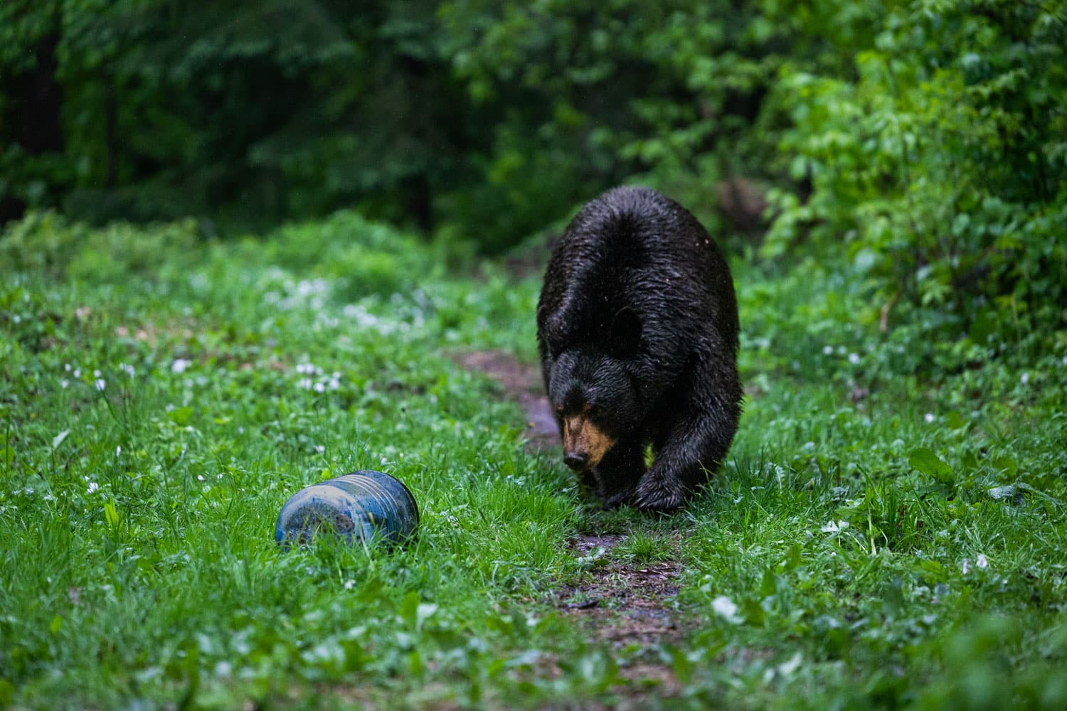 A black bear approaches a bear canister
