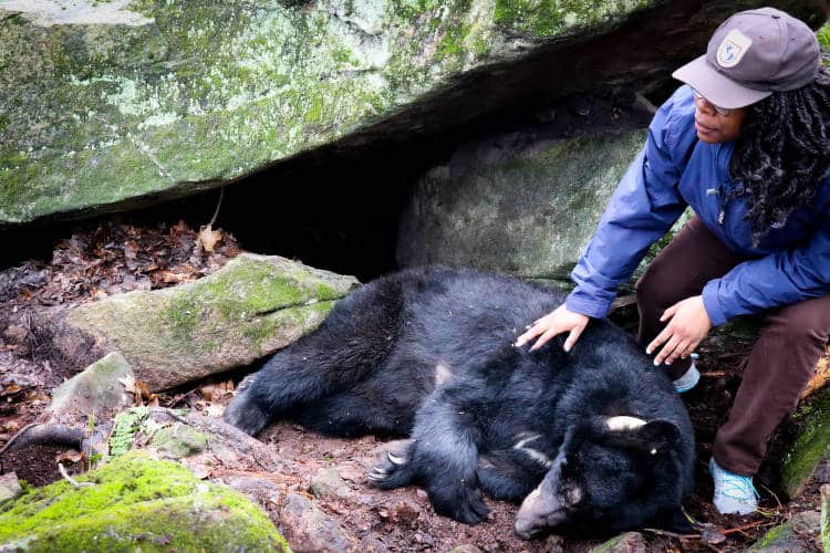 Woman checks on the health of a sleeping bear