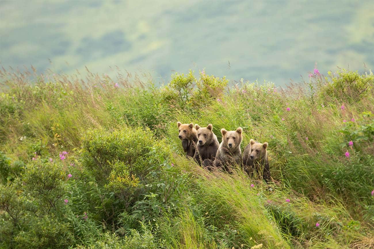 Four grizzly bear cubs look on from a grassy hill