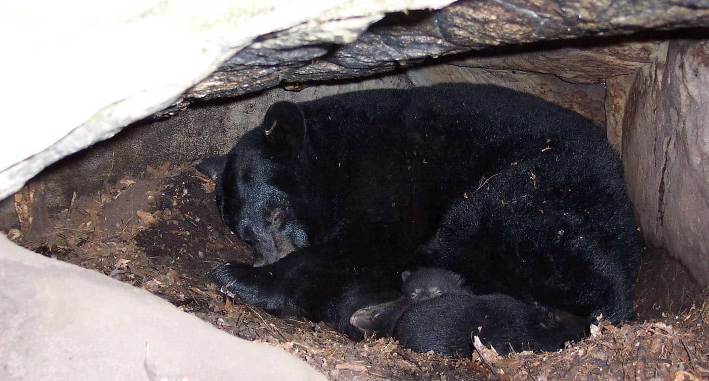 A NPS image of a mother and cubs in full torpor