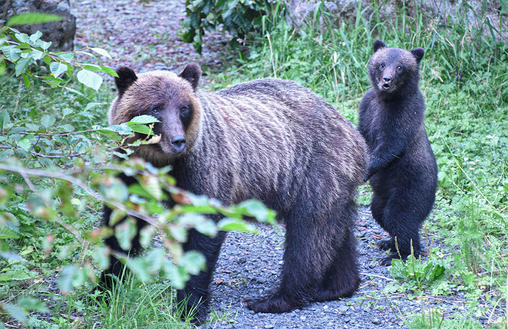 A baby bear stands behind its mother with a surprised facial expression after encountering a human bear conflict