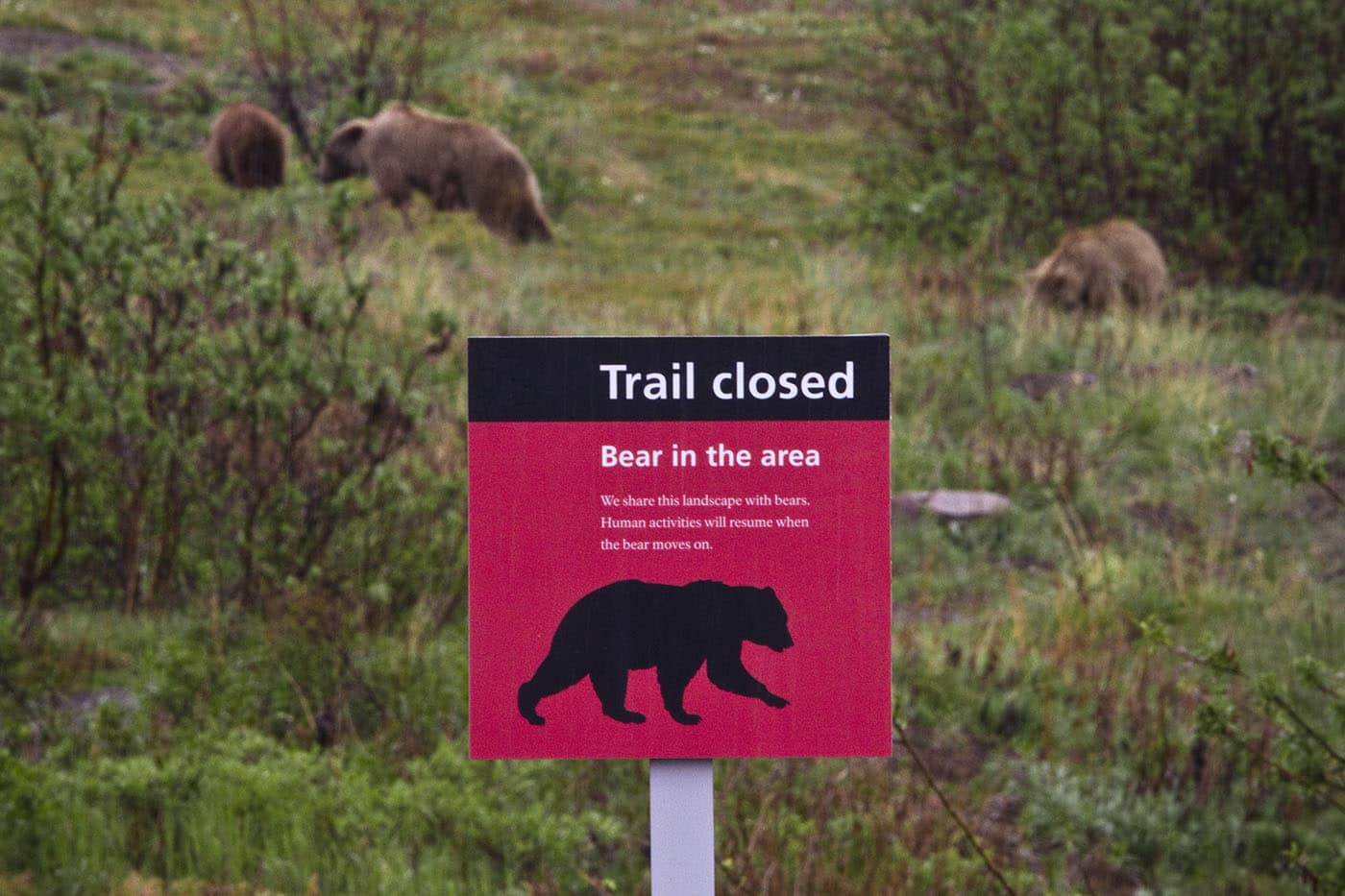 Sign saying trail closed for bears with bears in the background