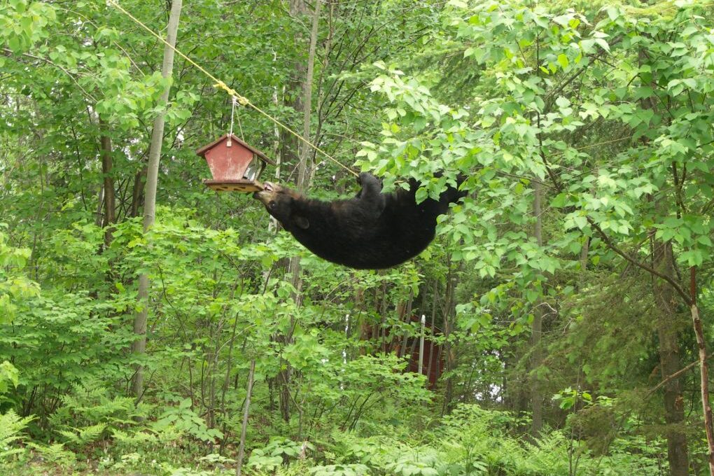 Bear climbs a tree to access human food.