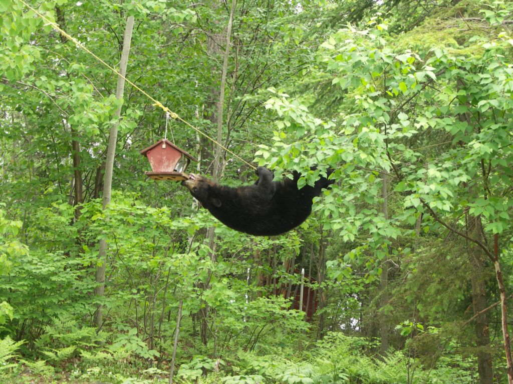Bear climbs a tree to access human food.