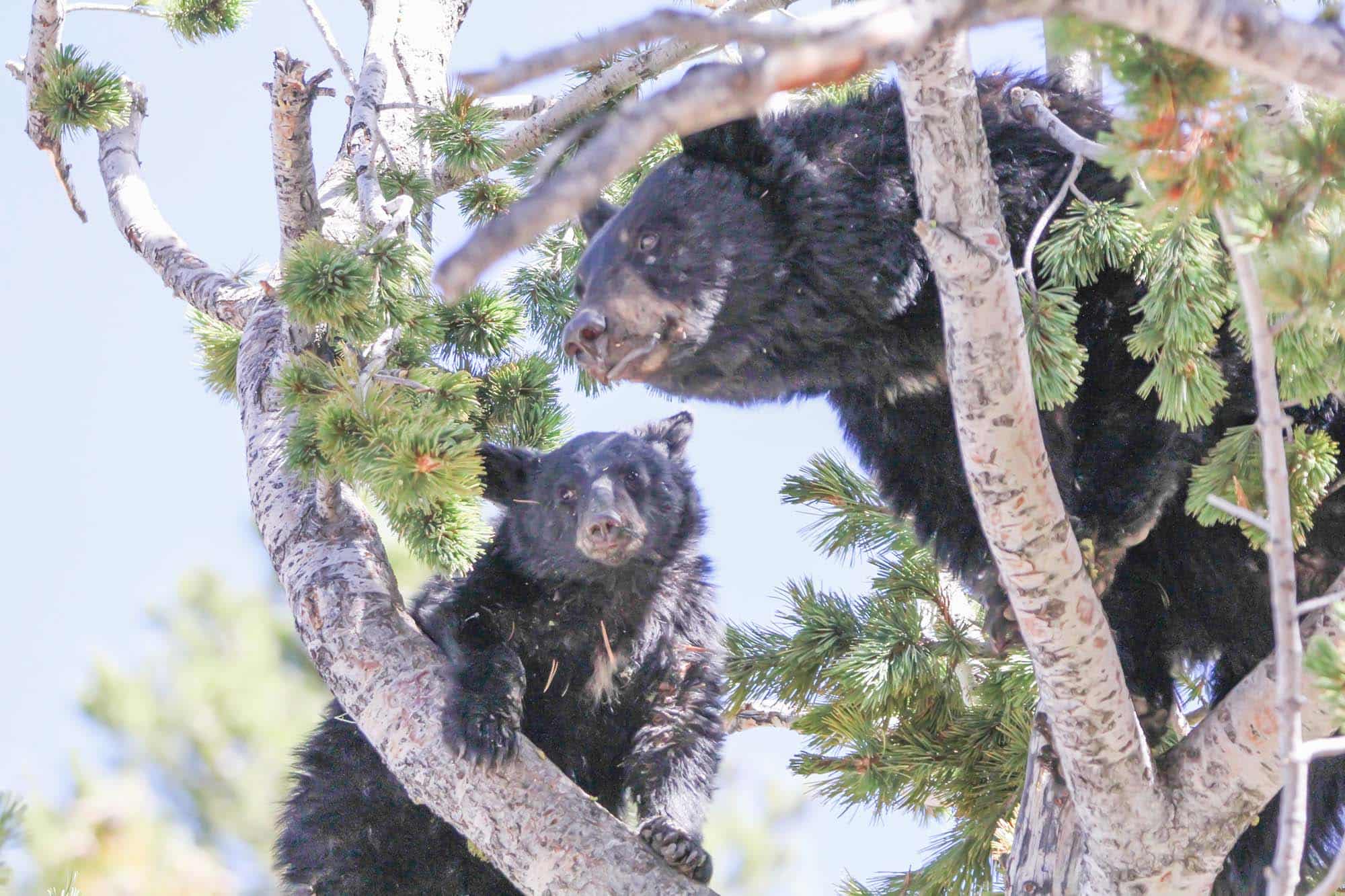Two bears in a whitebark pine tree