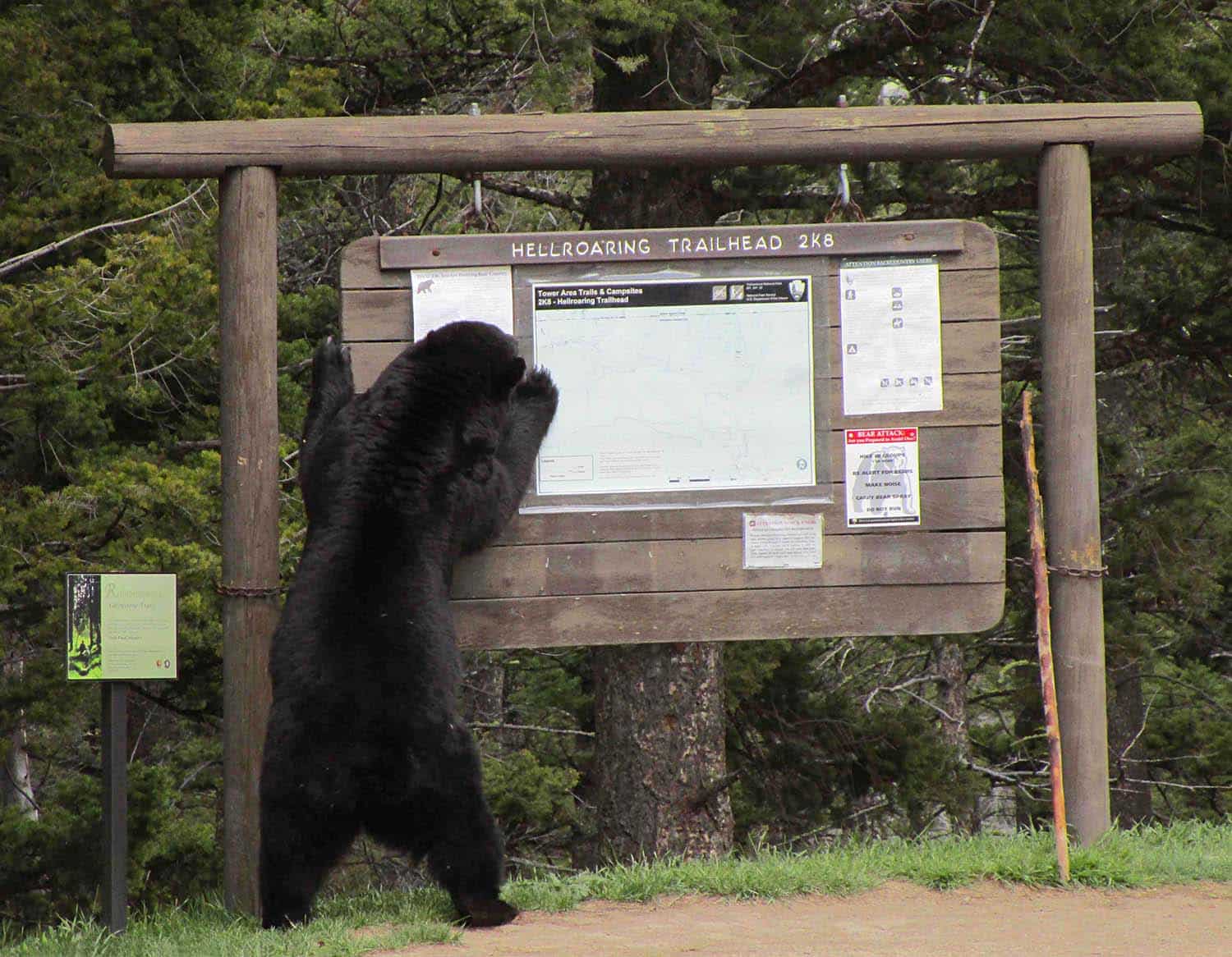 a bear encounters a trailhead sign and looks at it closely