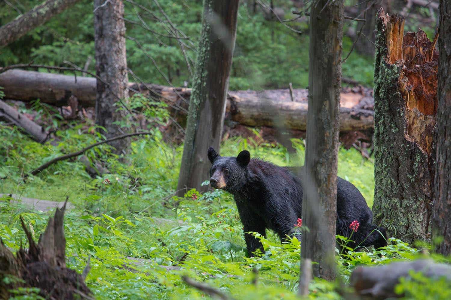 A black bear walks through dense berry bushes