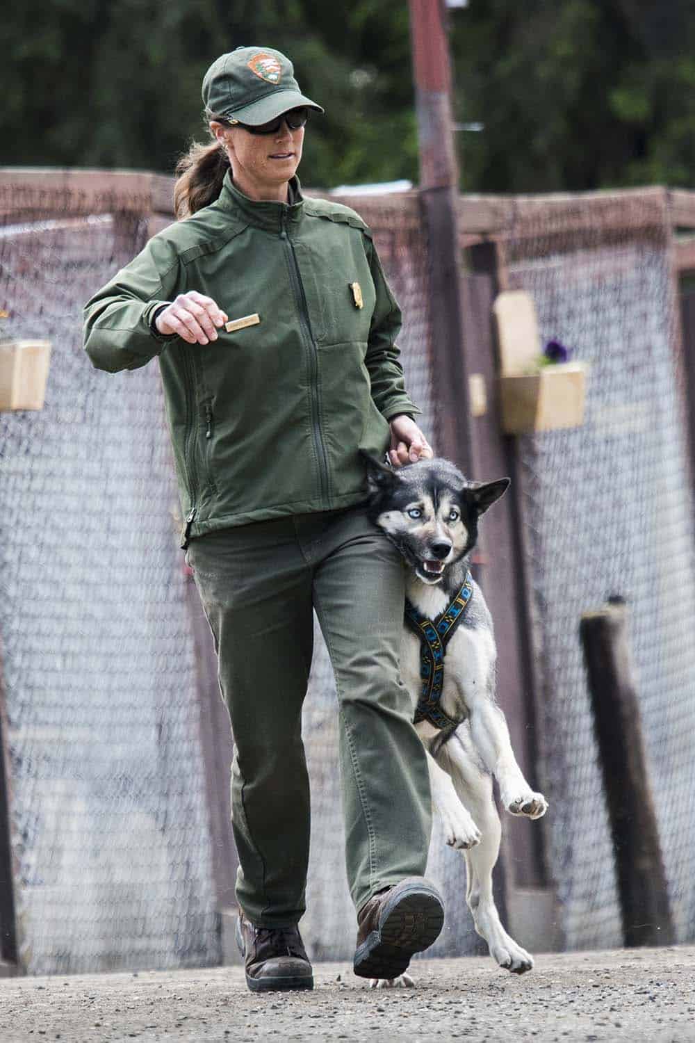 A park ranger holds a dog close by the harness