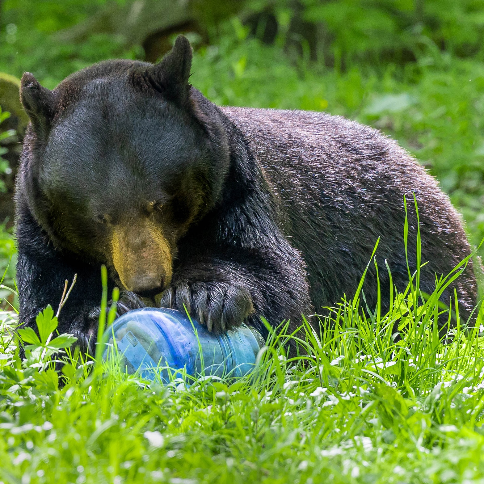 A black bear laying in a grassy field tries to figure out how to open a bear canister.