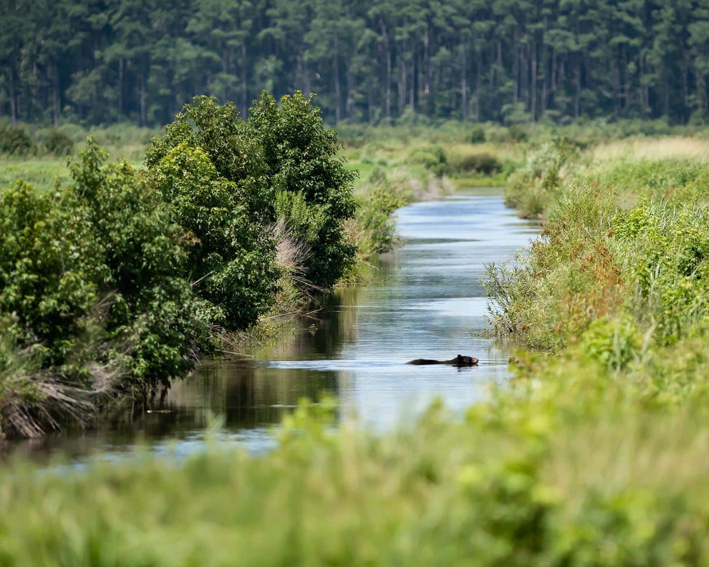 A bear swims across a creek in the NC wetlands