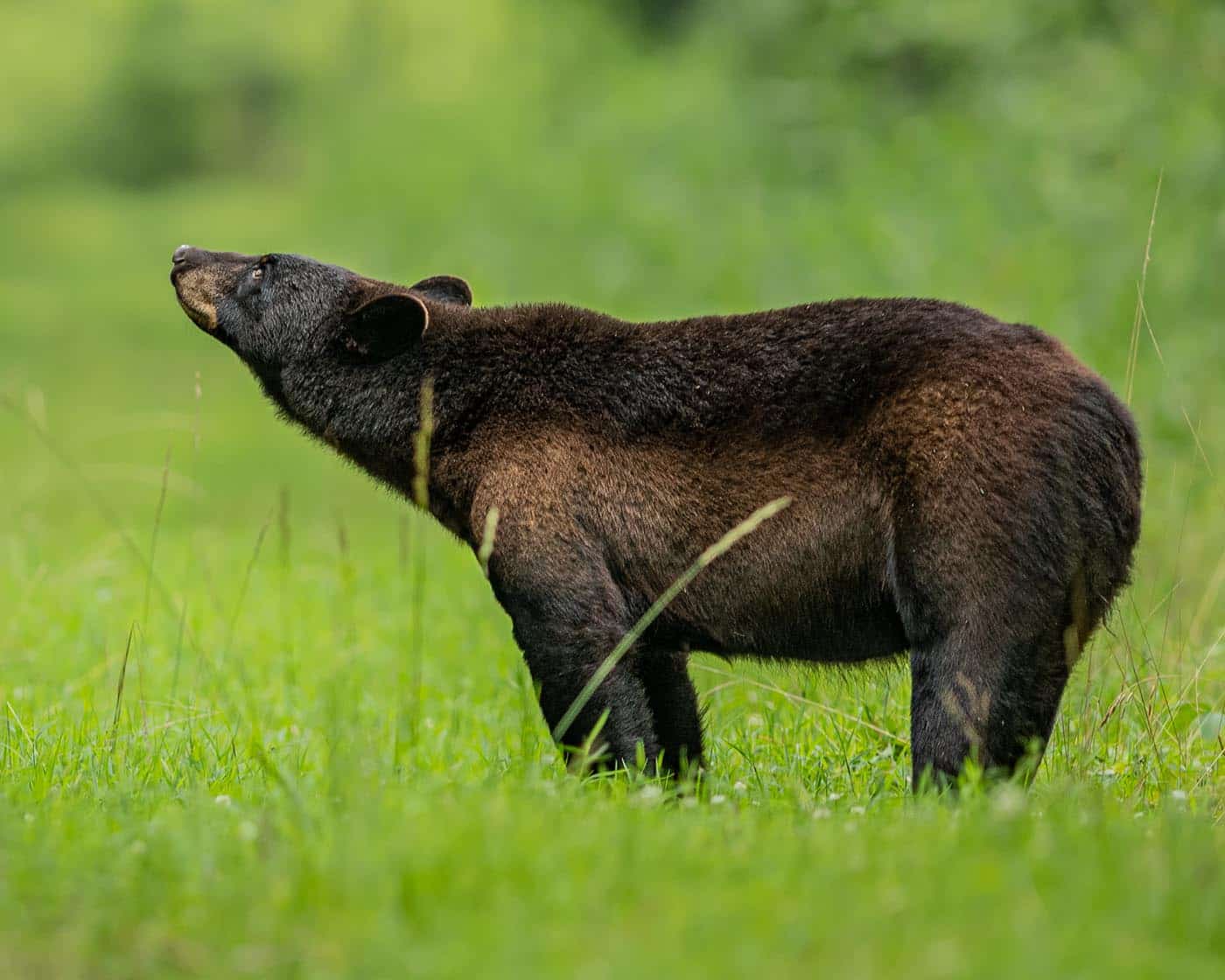 A black bear stretches its neck to look up in a meadow