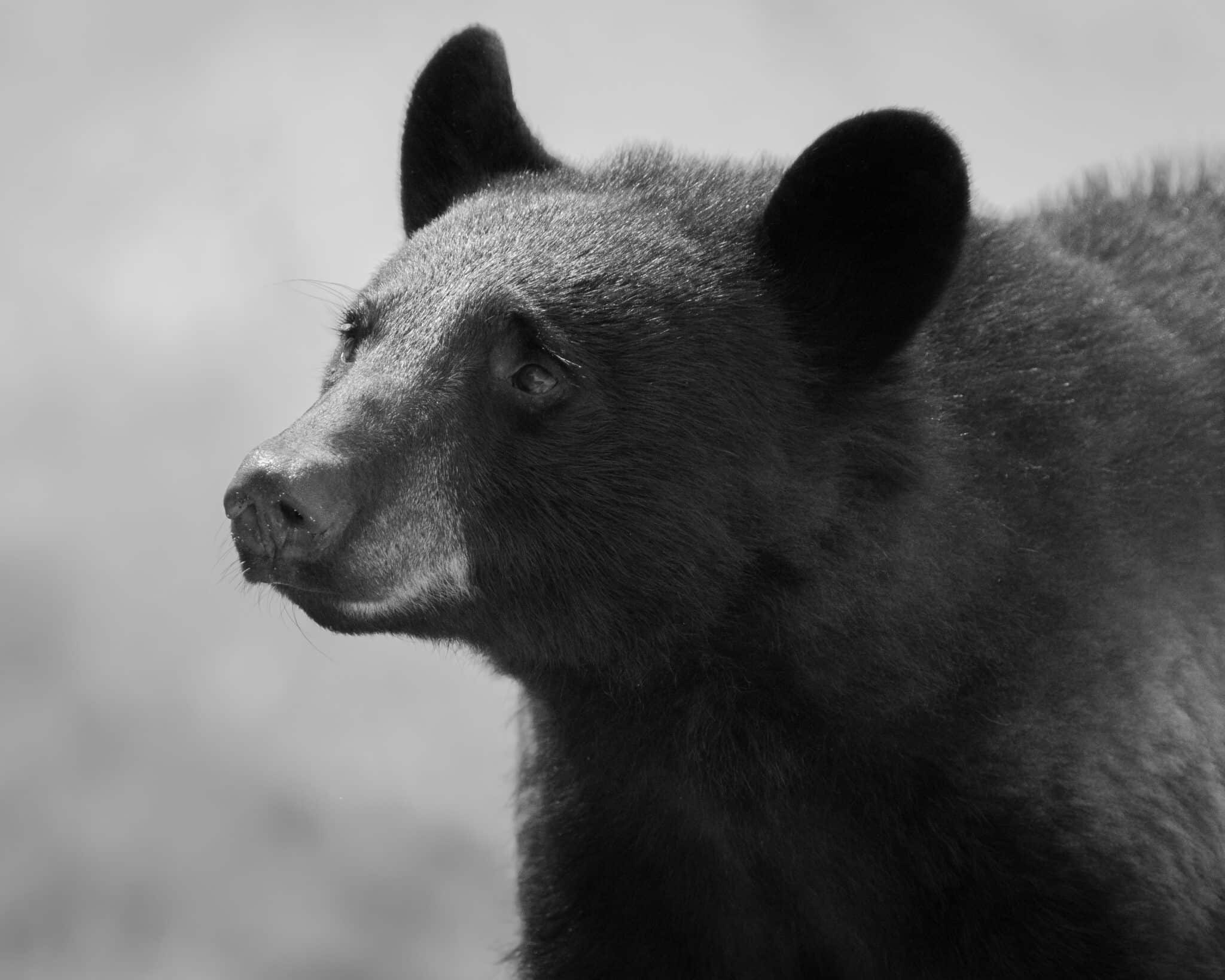 Portrait shot of a young black bear in Black and White.