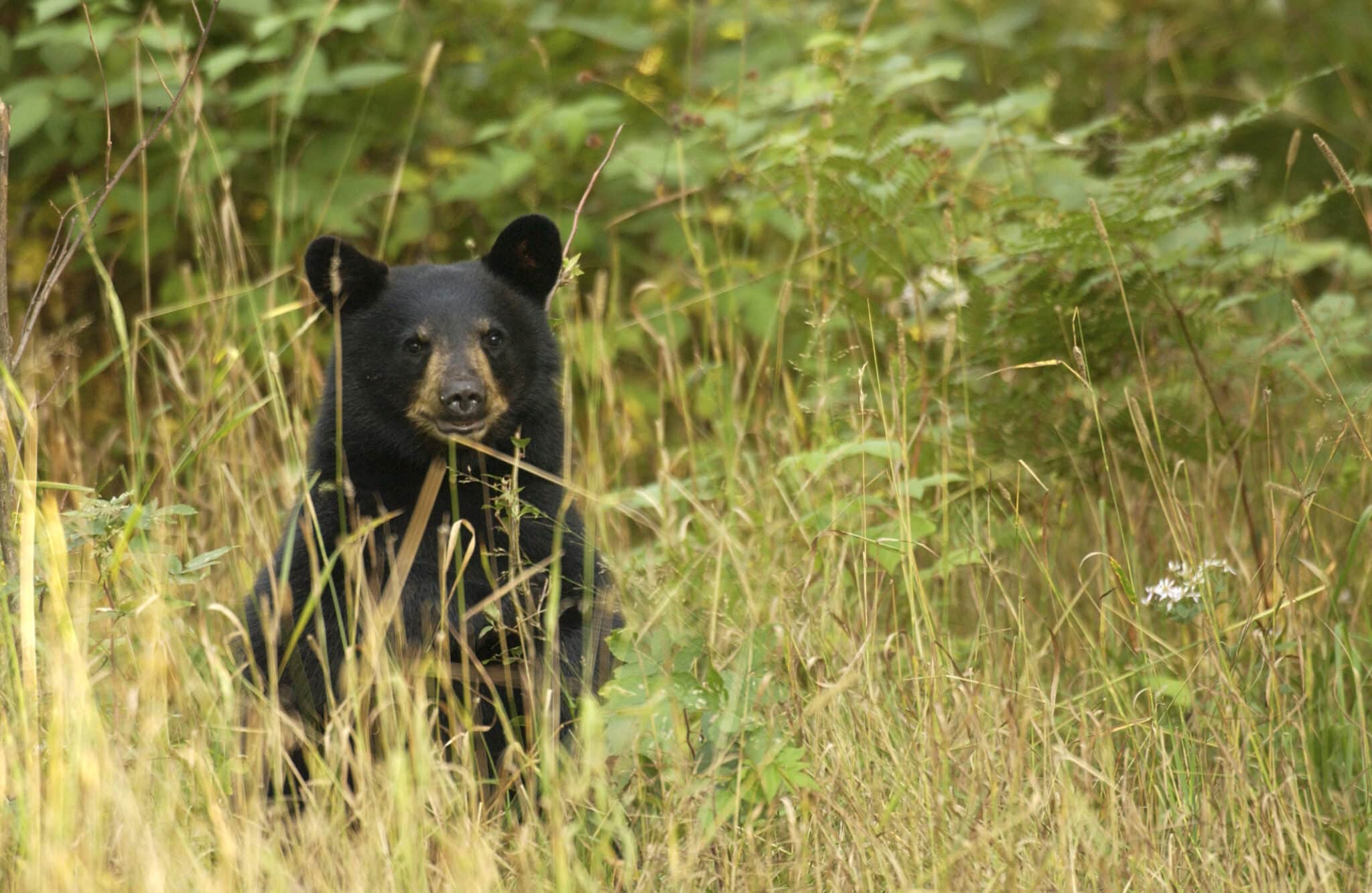 A smiling black bear seated in a Meadow.