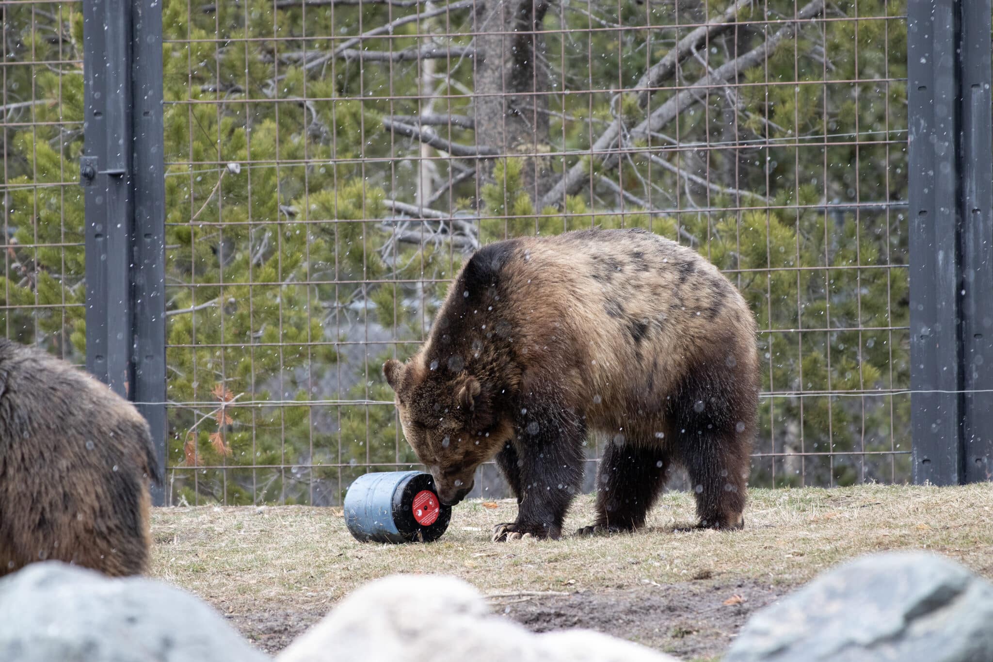 Grizzly bear tests a BearVault bear canister.
