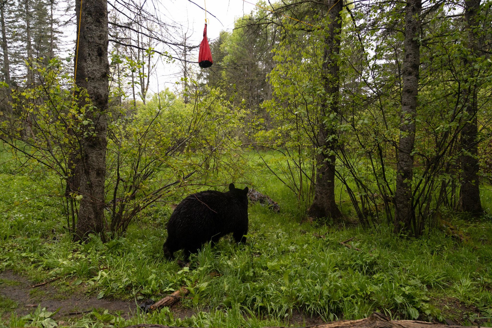 A bear looks at a food bag hanging from a tree.