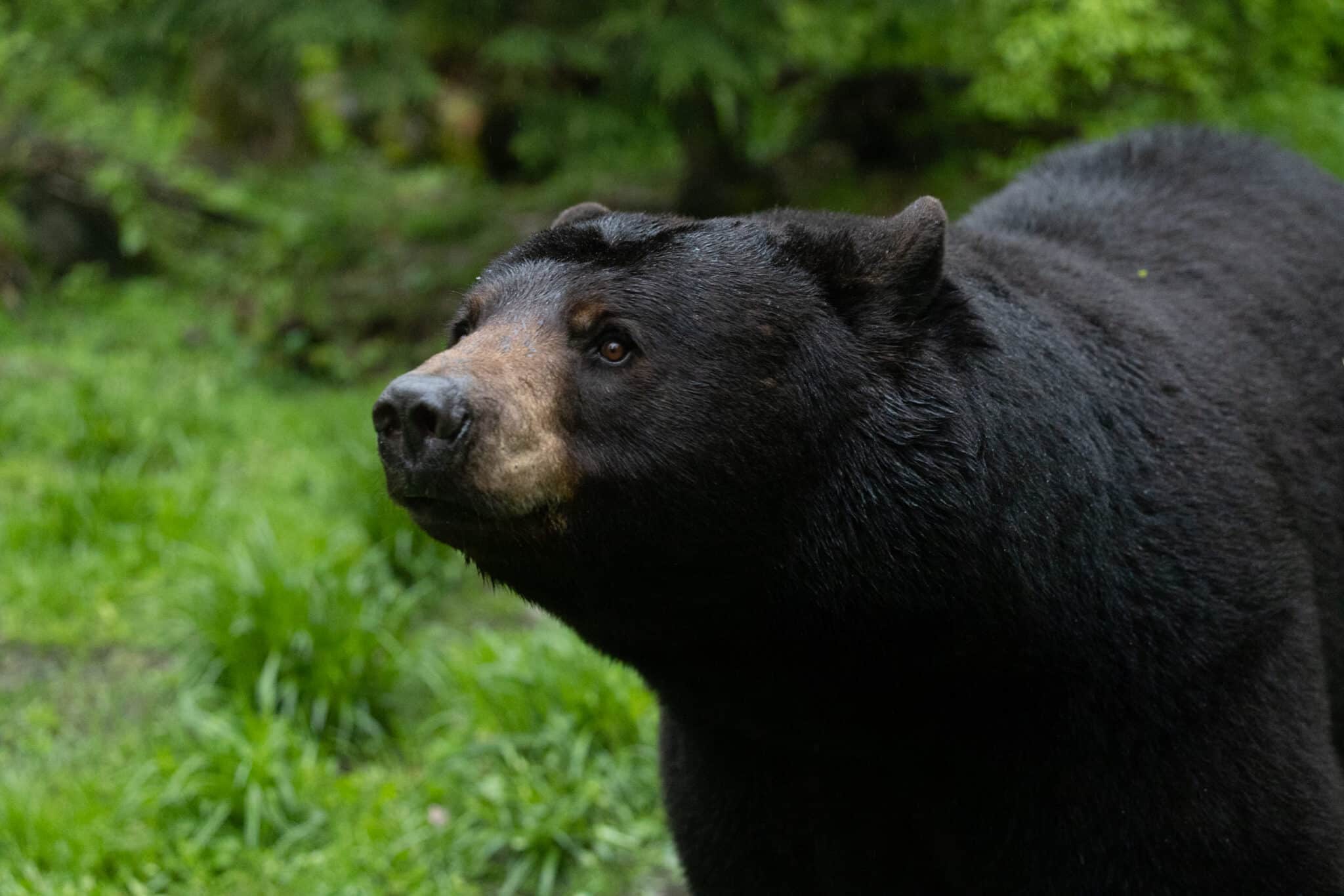 A black bear in an east-coast forest using its powerful nose to pick up scents on the wind.