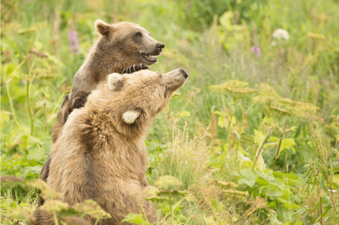 A grizzly bear wrestles with its young cub.