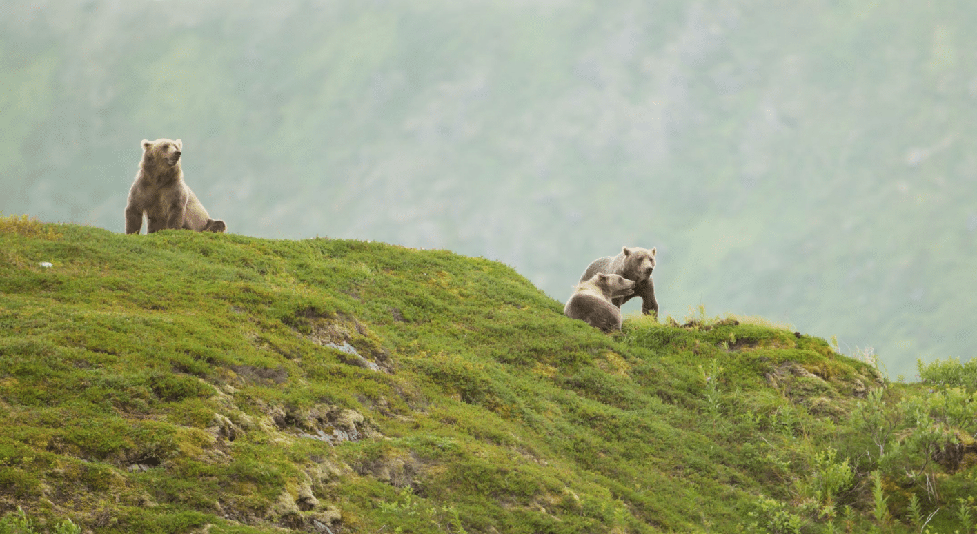 A group of Kodiak brown bears on a mountain ridge.
